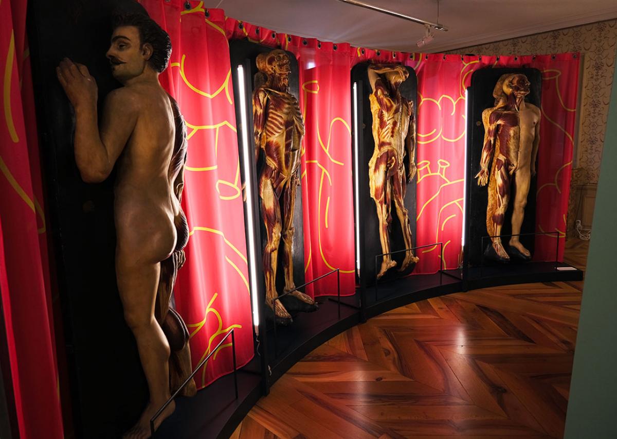 Anatomie classique