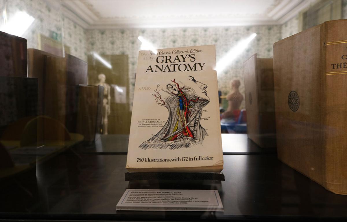 gray's anatomy