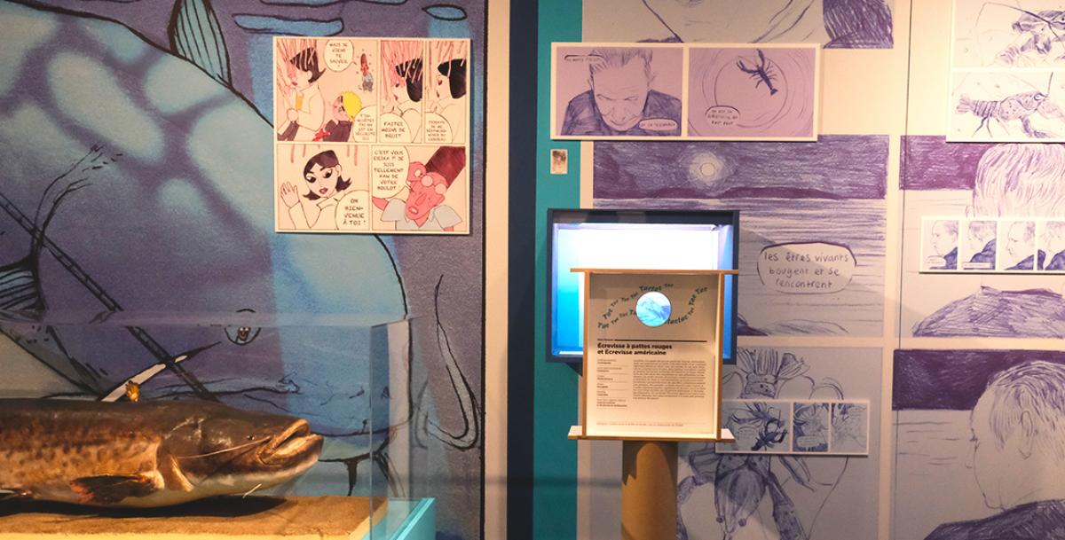 Le Silure - écrevisses