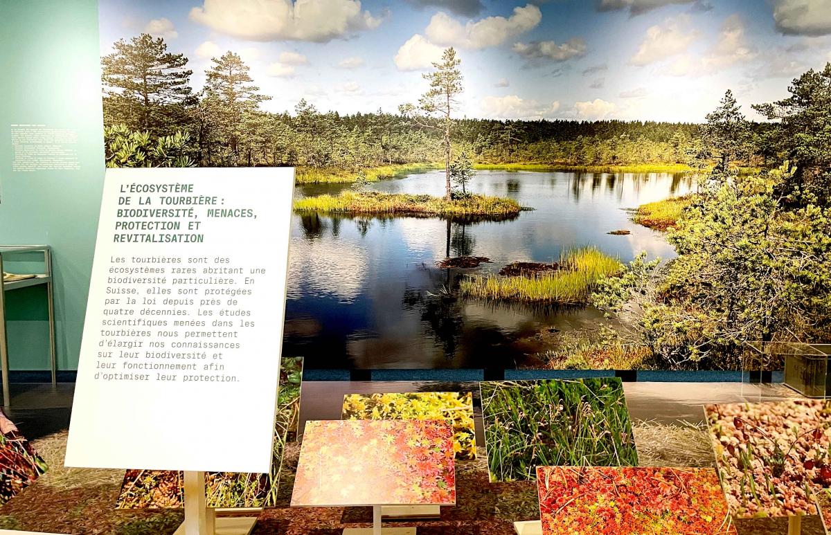 tourbières