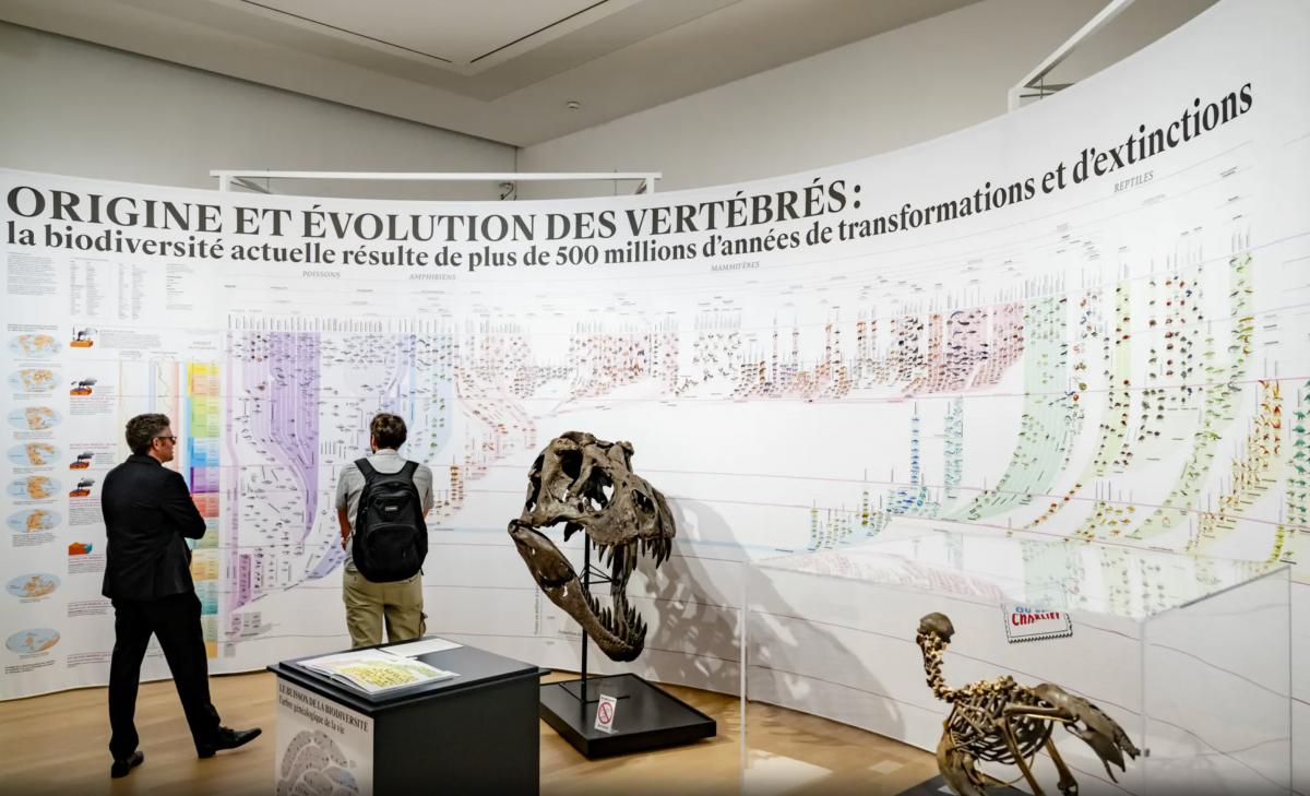 évolution